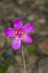 Largeflower fameflower